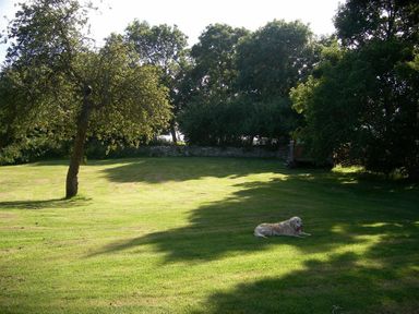A grassy yard with trees and a dog lying on the grass at Coombe Orchard in Swanage