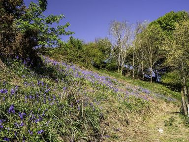A hillside covered with purple wildflowers and trees along a dirt path at Leys At Valley View Farm in Uplyme