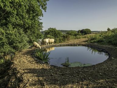 A small pond with plants and three sheep near it surrounded by trees and fields at Leys At Valley View Farm in Uplyme