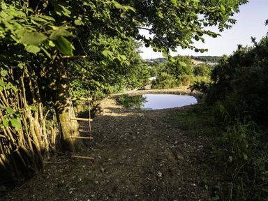 A small pond surrounded by trees and a wooden ladder hanging from a tree at Leys At Valley View Farm in Uplyme
