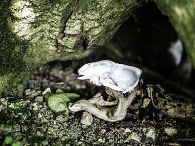 A white animal skull on a piece of wood on rocky ground in a natural outdoor setting at Leys At Valley View Farm in Uplyme