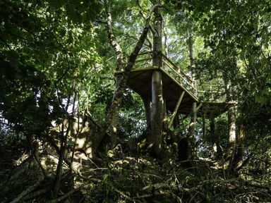 A wooden treehouse platform among trees in a forest at Leys At Valley View Farm in Uplyme