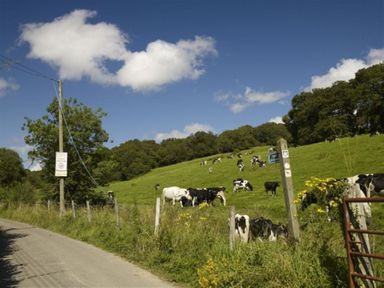 A country road running alongside a grassy field with cows and trees at Leys At Valley View Farm in Uplyme