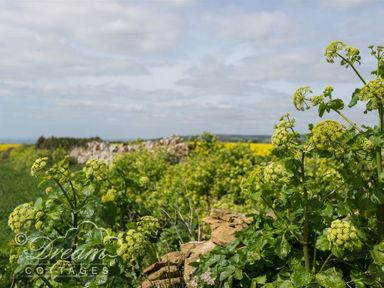 A field with green plants and a stone wall under a cloudy sky at The Old Reading Room in Langton Herring