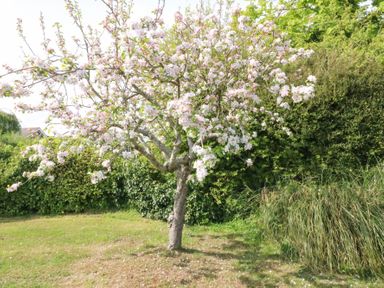 A blossoming tree with pink flowers in a garden with grass and shrubs at Shipton Hill View in Shipton Gorge