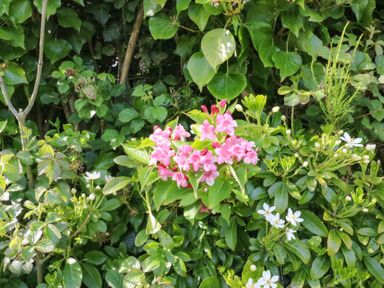 A garden with green leaves and pink and white flowers at Shipton Hill View in Shipton Gorge
