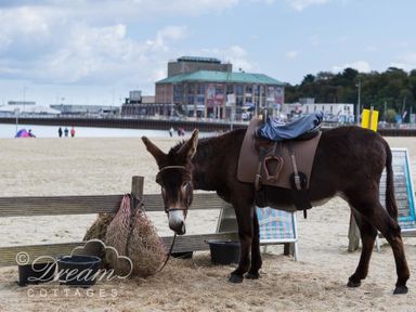 A donkey with a saddle near a wooden fence on a sandy beach with buildings in the background at Sunny Days in Weymouth