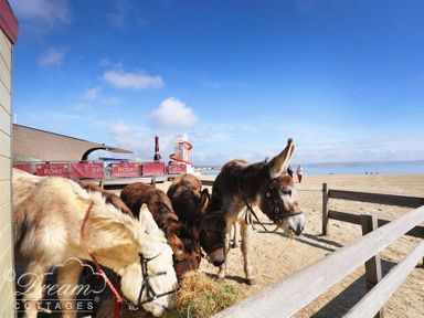 Four donkeys standing and eating hay near a wooden fence on a sandy beach with a blue sky at Brewers Quay Harbour