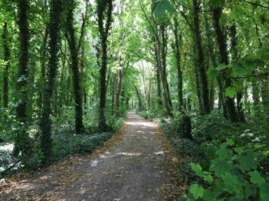 A dirt path through a dense forest with trees covered in ivy and leaves on the ground at Woodlands Cottage in Ringstead