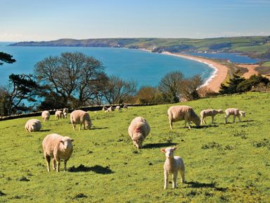 A pasture with sheep and lambs grazing near a coastal beach at 1 At The Beach in Torcross