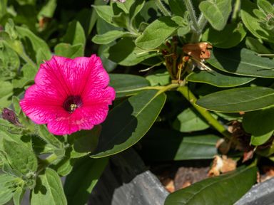 A pink flower with green leaves in a garden