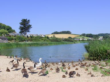 A lakeside with many ducks and geese by the water and houses on a hillside at Cowslip Cottage in Frogmore