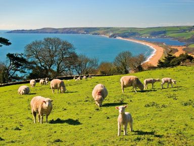 A green grassy field with sheep grazing near a coastline with a beach and hills at 7 Charles Street in Dartmouth