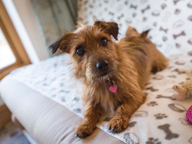 A small brown dog lying on a patterned blanket with dog bones and paw prints on a couch indoors