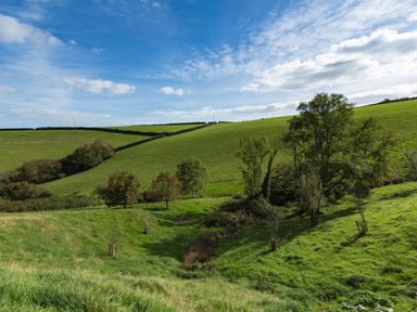 A green pasture with trees and a blue sky at Butterwell Barn in Dartmouth