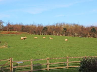 A grassy field with sheep and a wooden fence with trees in the background at Cloverwell in Woodleigh