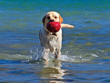 A dog carrying a red ball in water in an outdoor setting