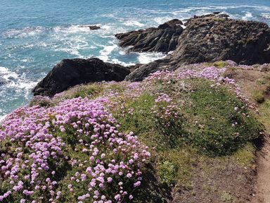 A coastal scene with pink flowers on grass near rocky cliffs by the sea at Cottage View in Hope Cove