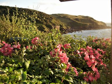 A coastal landscape with pink flowers and green shrubs in the foreground and hills by the sea at Cottage View in Hope Cove