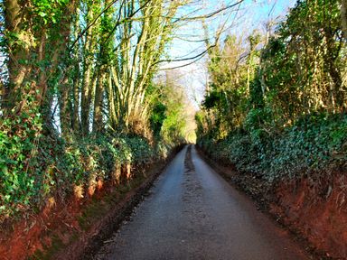A narrow road surrounded by trees and ivy-covered banks at Cottage View in Hope Cove