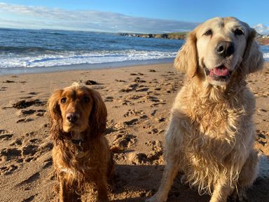 Two wet dogs sitting on a sandy beach with ocean and cliffs in the background at Cottage View in Hope Cove