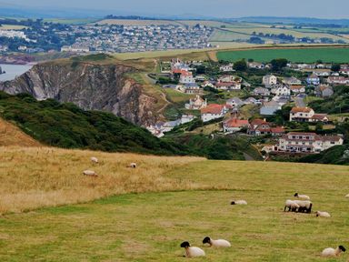 A coastal village with houses on hills and sheep grazing on grassy fields at Cottage View in Hope Cove