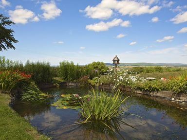 A garden pond with water plants and flowers surrounded by grass and shrubs at Meadow View in Modbury