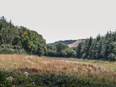 A field with grass and wildflowers surrounded by trees and hills at Stable End Cottage in Malborough