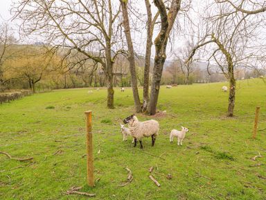A grassy field with several trees and sheep grazing at Pines Pitch in Knighton