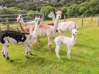 A group of alpacas standing on grass in a fenced field with trees in the background at Shepherds Hut - The Hurdle Rosemarket