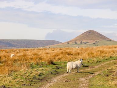 A grassy field with a sheep on a dirt path and hills in the background at Thompson Rigg Barn in Langdale End near Thornton Dale