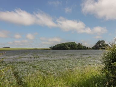 A field with light blue flowers under a partly cloudy sky with a line of trees in the distance at Humble Bee Cottage in Wold Newton near Hunmanby