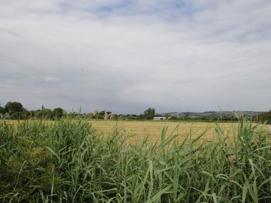 A field with tall grass in the foreground and trees and hills in the background at The Retreat in Lympsham