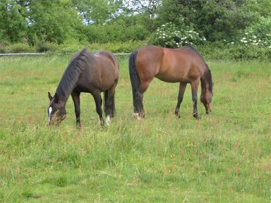 Two brown horses grazing in a grassy field with trees and bushes in the background