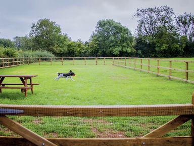 A fenced grassy yard with a picnic table and a dog running with a ball at Stable Cottage in Shipham