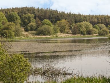 A lake surrounded by trees and vegetation with a forest in the background at Bwlch Y Gwynt Bach in Llangefni