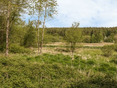 A landscape with trees bushes grass and a forest in the background at Bwlch Y Gwynt Bach in Llangefni