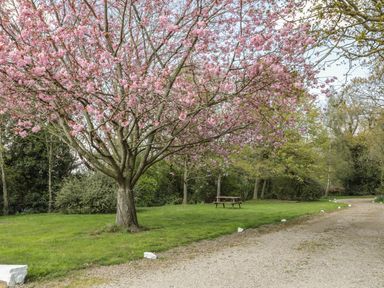 A blossoming tree with pink flowers next to a picnic table and a gravel path in a grassy area at Robin Cottage in Morpeth