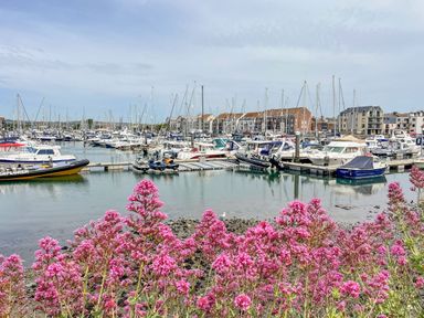 A marina with boats docked in water and pink flowers in the foreground at Fenders Brewers Quay Harbour