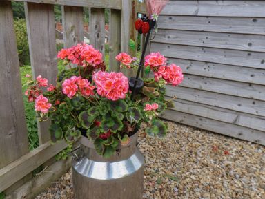 Pink flowers in a metal container on gravel next to wooden fencing at Lady Bird Retreat in Skinningrove