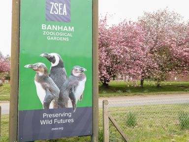 A sign for Banham Zoological Gardens with images of three penguins and pink blossoming trees in the background at Bramble in Banham