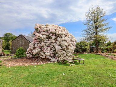 A garden with wooden chairs and a flower bush at Erin Cottage in Pelynt near Looe