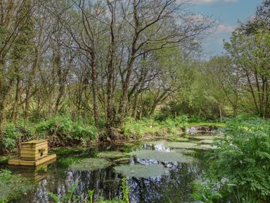 A pond surrounded by trees and grass at Hook Cottage in Pelynt near Looe