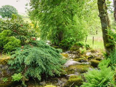A small stream flowing through a green garden with bushes trees and ferns at Cae Lleci Llanfachreth near Dolgellau