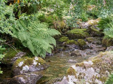 A small stream with moss-covered rocks and ferns in a forested area at Cae Lleci in Llanfachreth near Dolgellau
