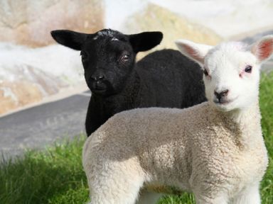 A black lamb and a white lamb standing on grass near a stone wall at Stabl in Pwllheli