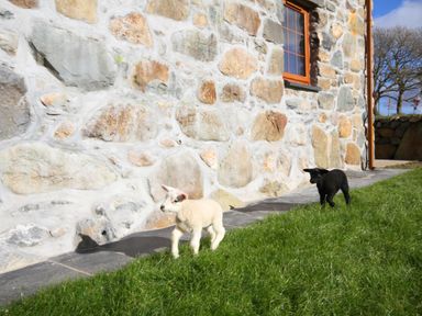 Two lambs on grass next to a stone wall with a window at Stabl in Pwllheli