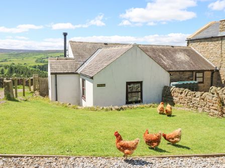 A white cottage with a slate roof on a grassy yard with five chickens near a stone wall at Dale View Cottage in Allendale near Hexham