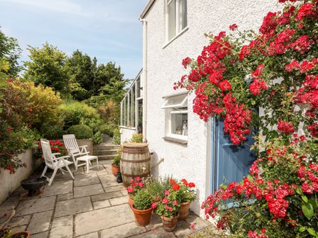 A garden patio with two white chairs a wooden barrel and potted plants near a blue door covered with red flowers at Bryn Tegid in Beaumaris
