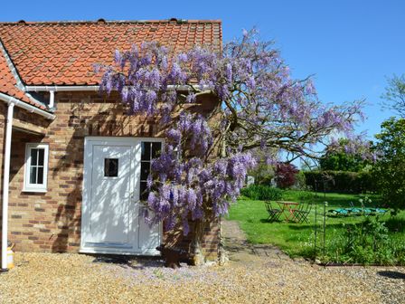 A brick house with a white door and wisteria flowers on the wall and a garden with green grass and outdoor chairs at Wisteria Cottage in Gayton